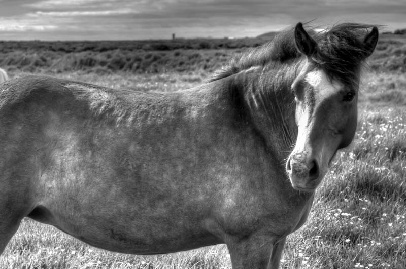 Islanda_2012_ISL_2967_HDR